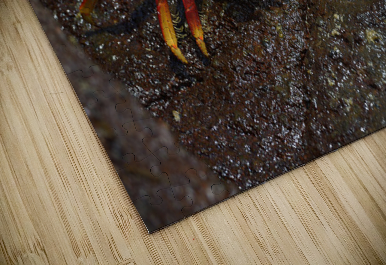 Sally Lightfoot crab Kevin Oke Puzzle