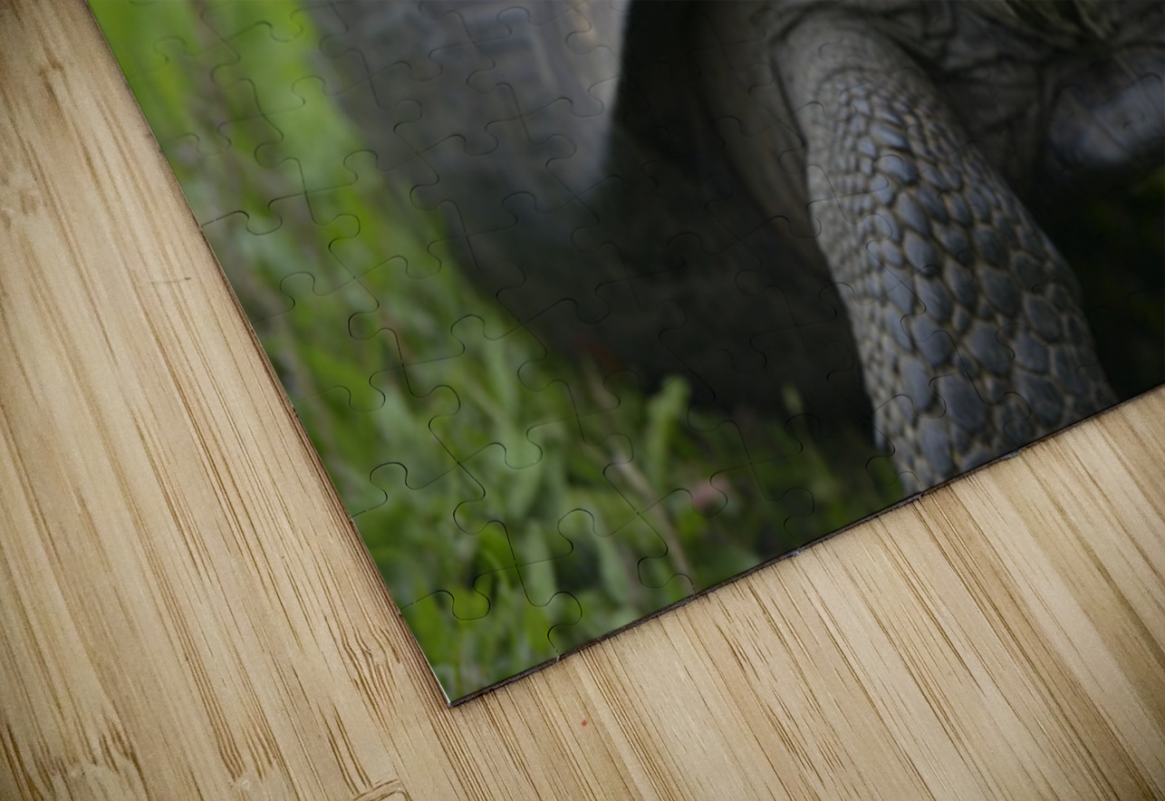 Galapagos giant tortoise Kevin Oke Puzzle