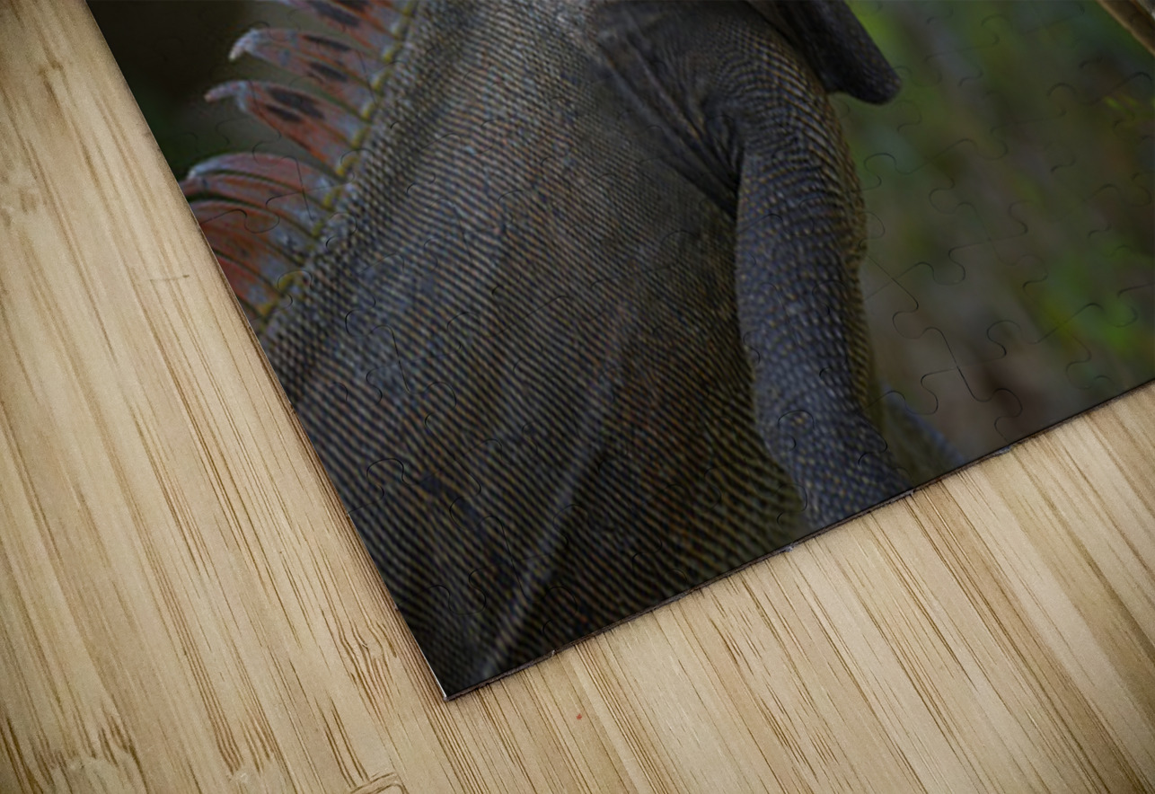Green Iguana Kevin Oke Puzzle