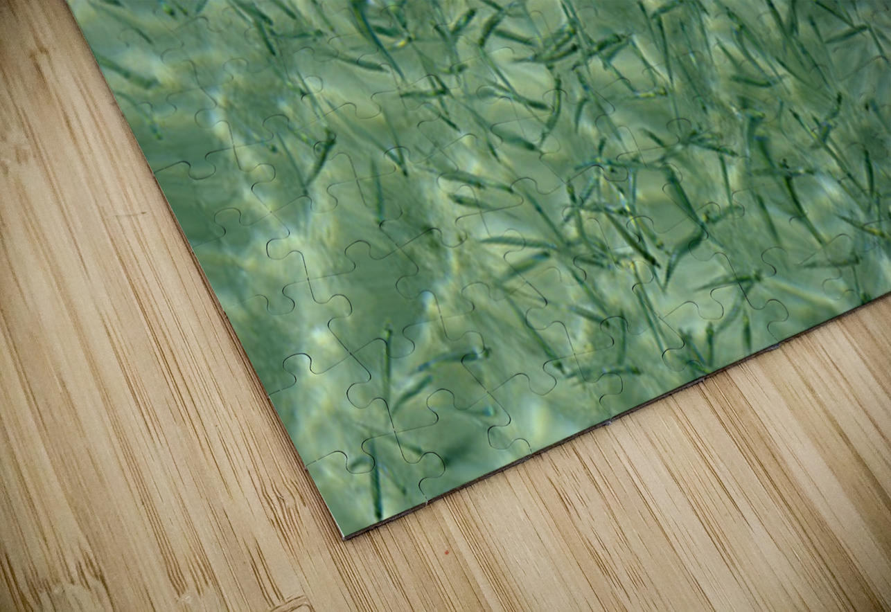 Small reef fish Kevin Oke Puzzle