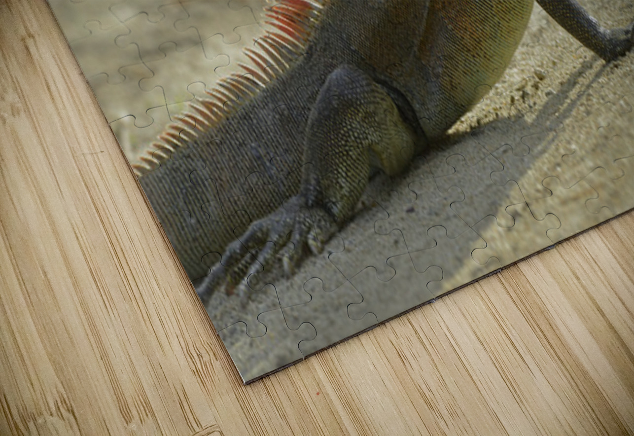 Green Iguana Kevin Oke Puzzle