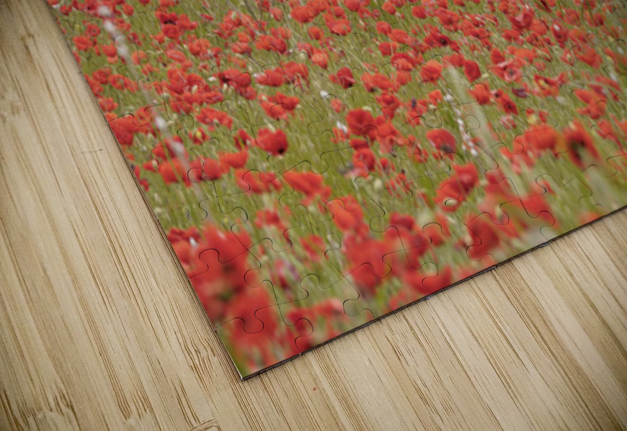 Red poppies - Roussillon Kevin Oke Puzzle