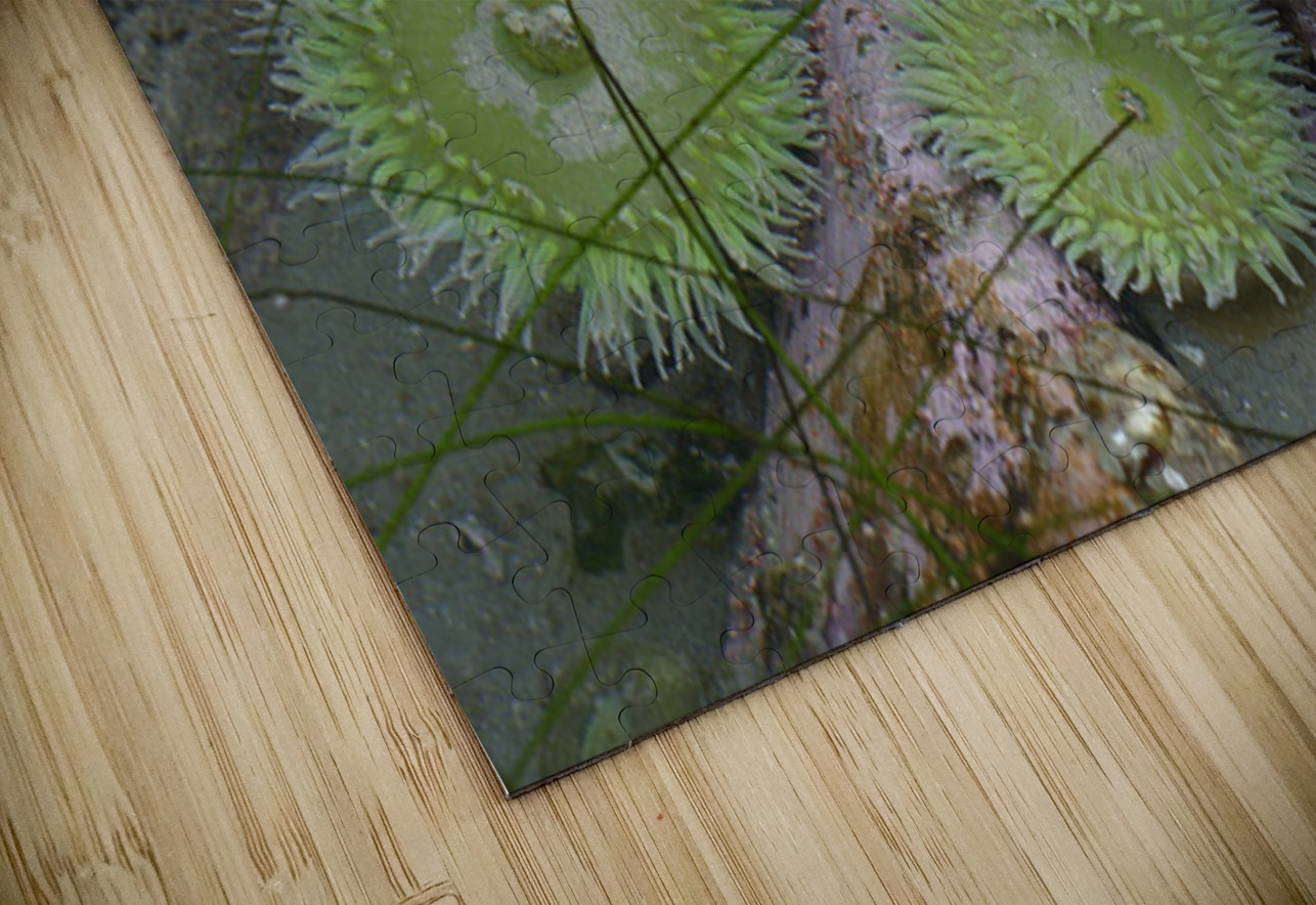 Anemones and eel grass in a tidepool Kevin Oke Puzzle