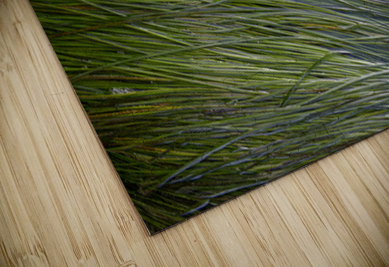 Eel grass in a tide pool Kevin Oke Puzzle