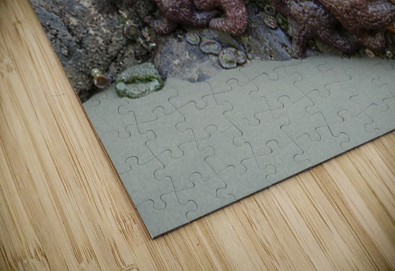 Sea stars on the rocks at Tonquin Beach Kevin Oke Puzzle