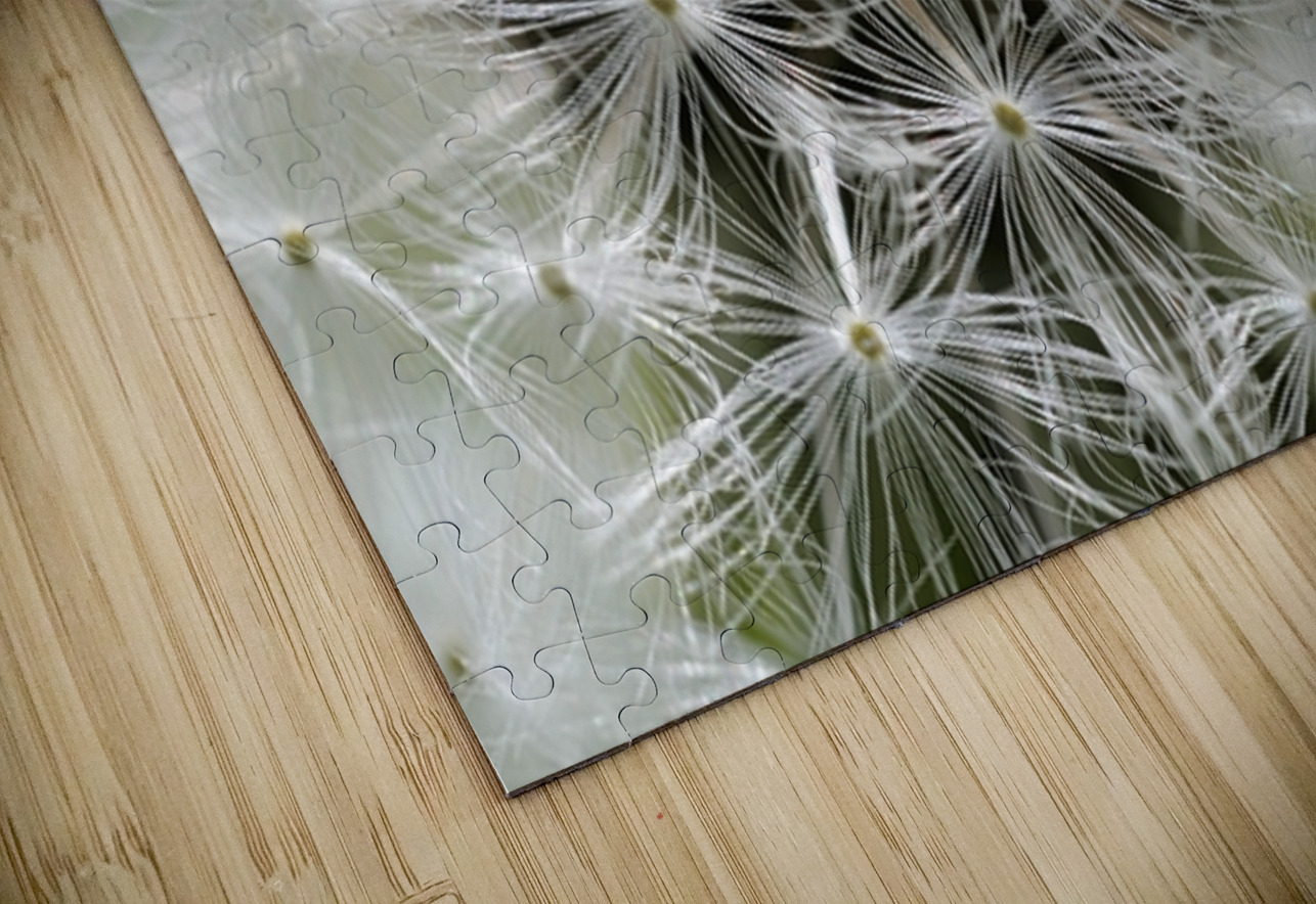 Dandelion Cowichan Valley Vancouver Island British Columbia Canada Kevin Oke Puzzle