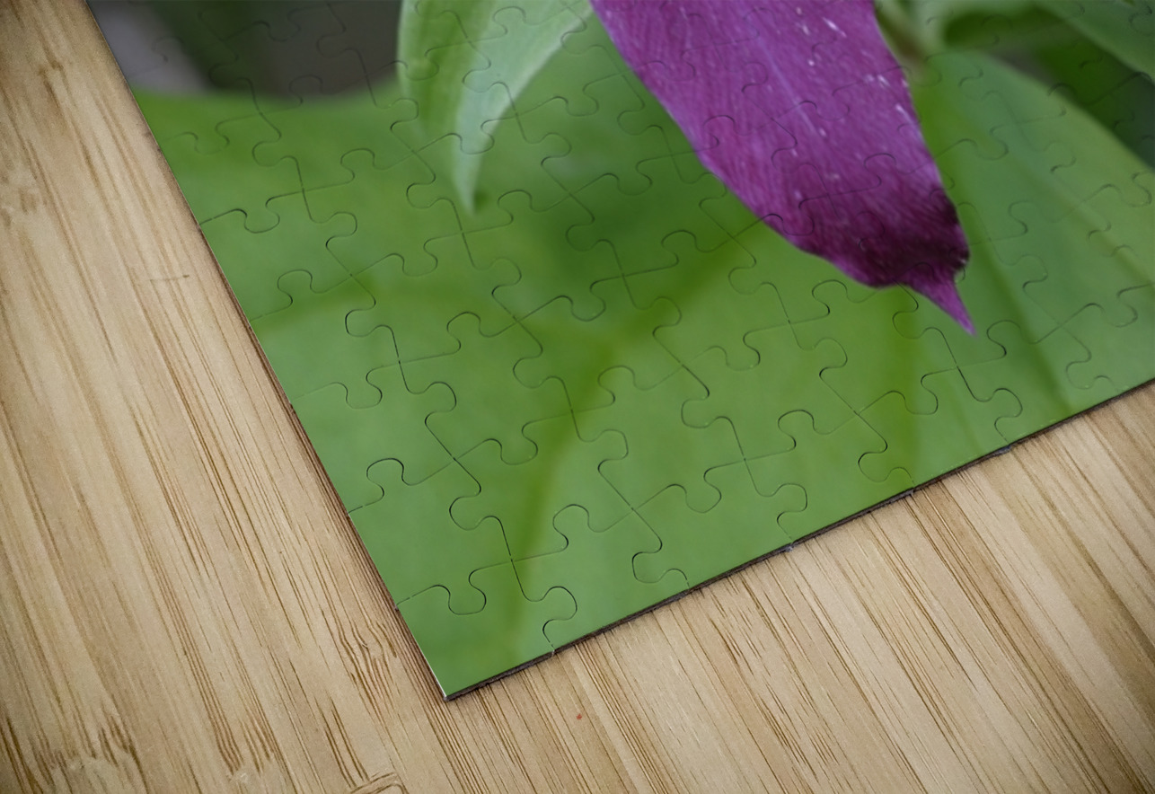 Western Trillium Trillium ovatum Cowichan Valley Vancouver Island British Columbia Canada Kevin Oke Puzzle