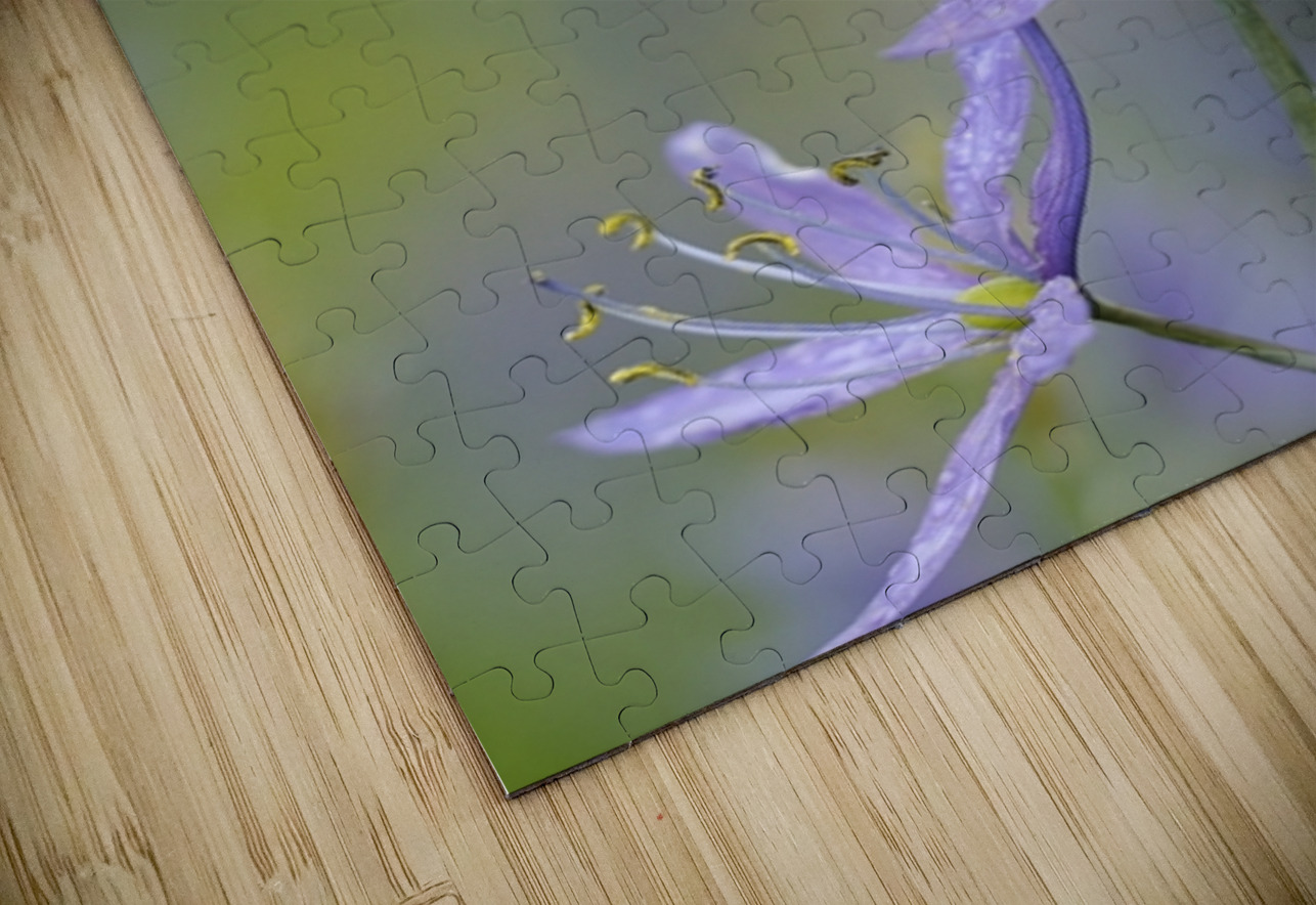 Common Camas Camassia quamash Cowichan Valley Vancouver Island British Columbia Canada Kevin Oke Puzzle