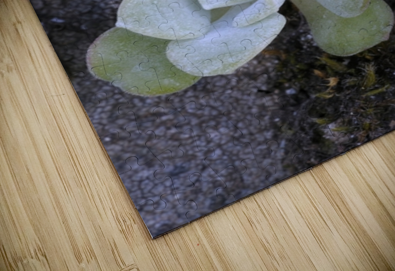 Broadleaf Stonecrop Collinsia parviflora Sedum spathulifolium Cowichan Valley Vancouver Island British Columbia Canada Kevin Oke Puzzle