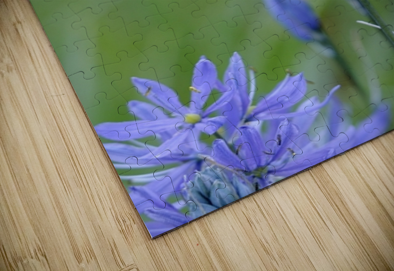 Common Camas Camassia quamash Cowichan Garry Oak Preserve Cowichan Valley Vancouver Island British Columbia. Kevin Oke Puzzle