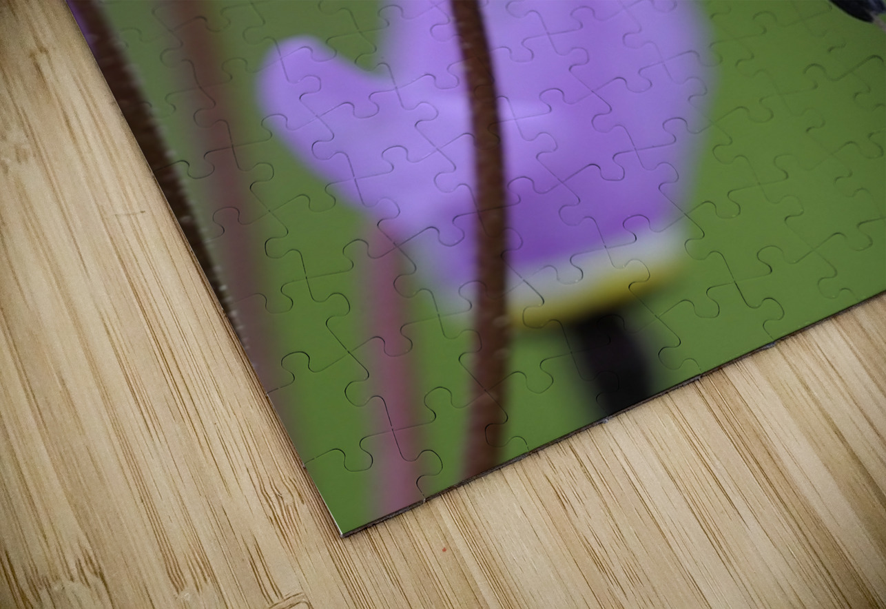 Shooting Star Dodecatheon pulchellum Cowichan Garry Oak Preserve Cowichan Valley Vancouver Island British Columbia. Kevin Oke Puzzle