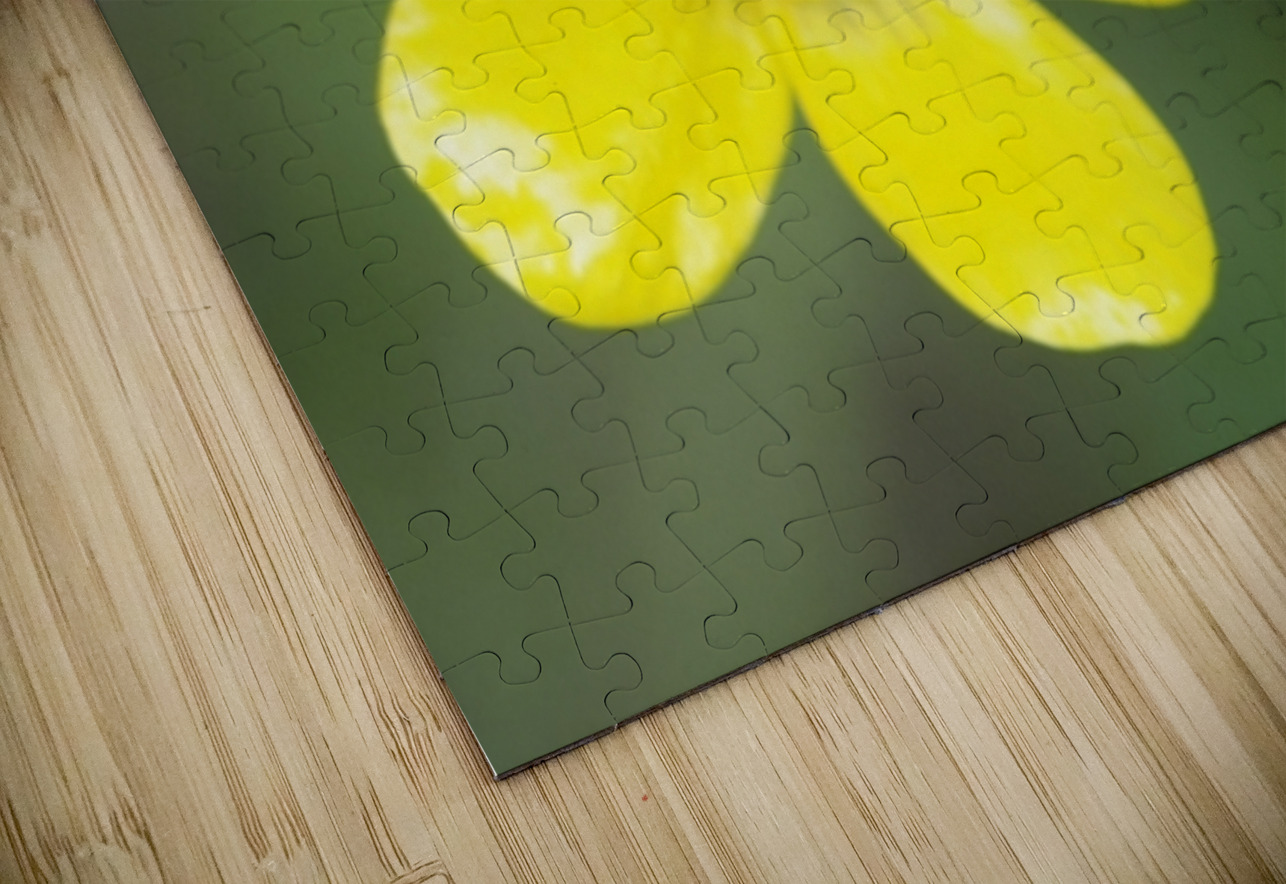 Buttercup Ranunculus Cowichan Valley Vancouver Island British Columbia Canada Kevin Oke Puzzle