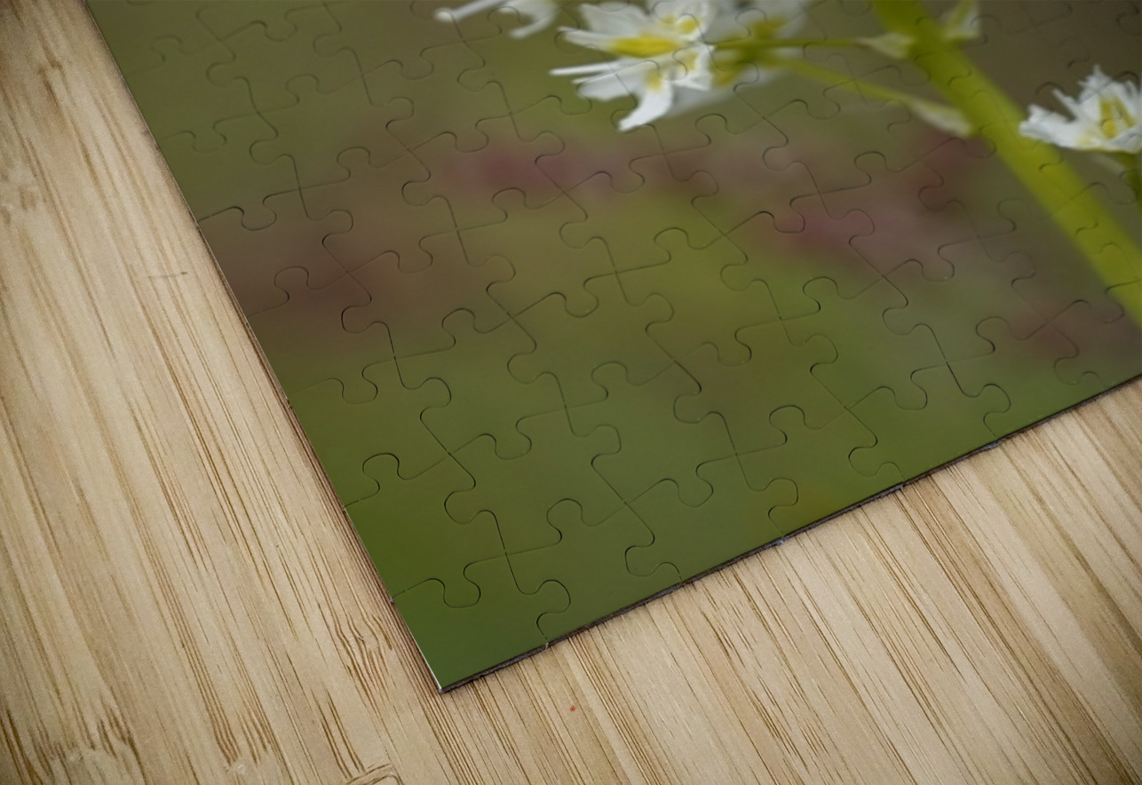 Death Camas or Meadow Death camas Zigadenus venenosus Cowichan Valley Vancouver Island British Columbia Canada Kevin Oke Puzzle