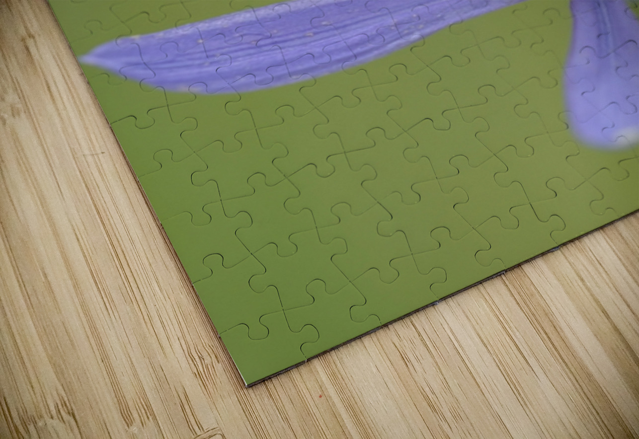 Common Camas Camassia quamash Cowichan Garry Oak Preserve Cowichan Valley Vancouver Island British Columbia. Kevin Oke Puzzle