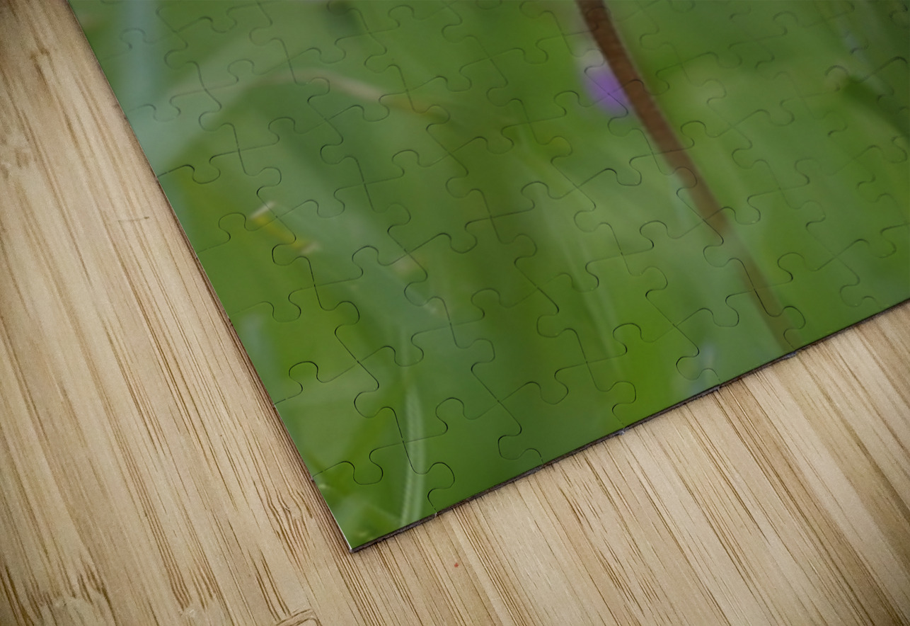 Shooting Star Dodecatheon pulchellum Cowichan Garry Oak Preserve Cowichan Valley Vancouver Island British Columbia. Kevin Oke Puzzle