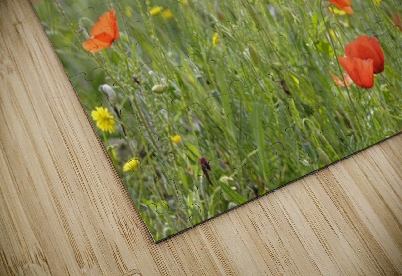 Wild poppies in Lourmarin Kevin Oke Puzzle