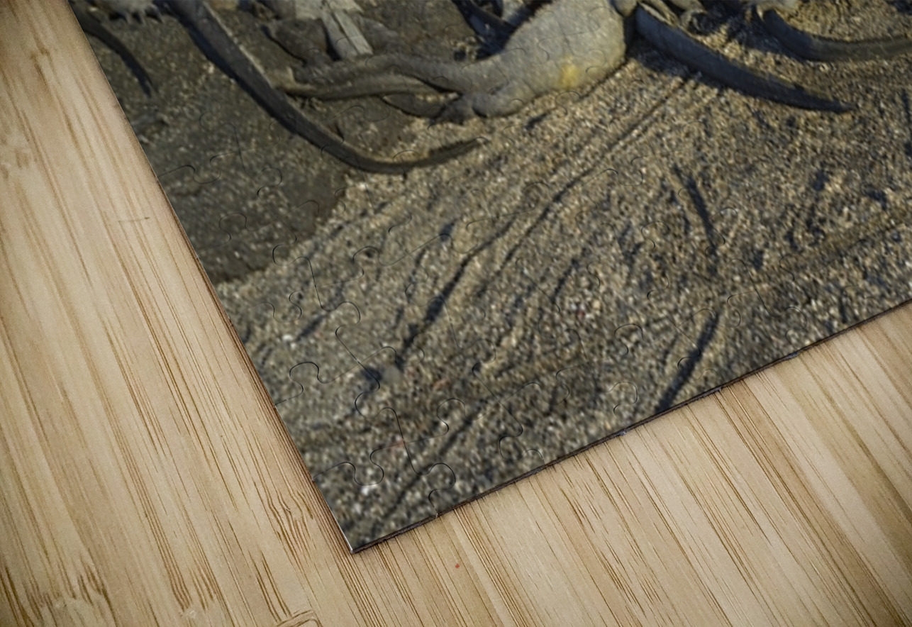 Group of Marine Iguanas Punta Espinosa Fernandina Island Galapagos Islands Ecuador Kevin Oke Puzzle