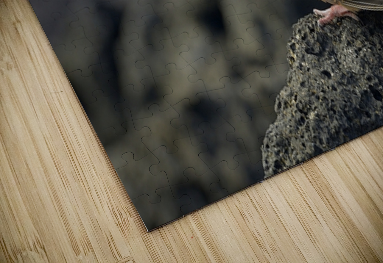 Galapagos Dove Zenaida galapagoensis on lava Urbina Bay Isabela Island Galapagos Islands Ecuador Kevin Oke Puzzle