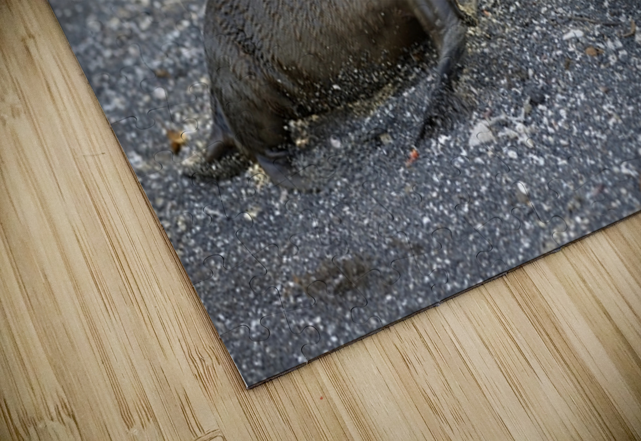 Galapagos sea lion Zalophus californianus wollebaeki juvenile Punta Espinosa Fernandina Island Galapagos Islands Ecuador
 Kevin Oke Puzzle