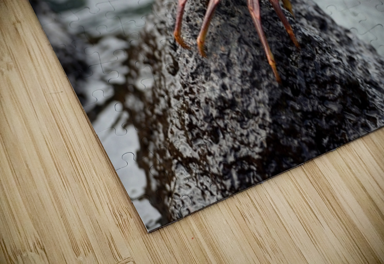 Sally Lightfoot crab Grapsus grapsus Urbina Bay Isabela Island Galapagos Islands Ecuador Kevin Oke Puzzle