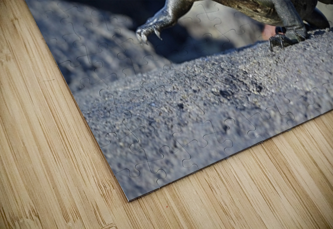 Marine Iguana Amblyrhynchus cristatus walking Punta Espinosa Fernandina Island Galapagos Islands Ecuador Kevin Oke Puzzle