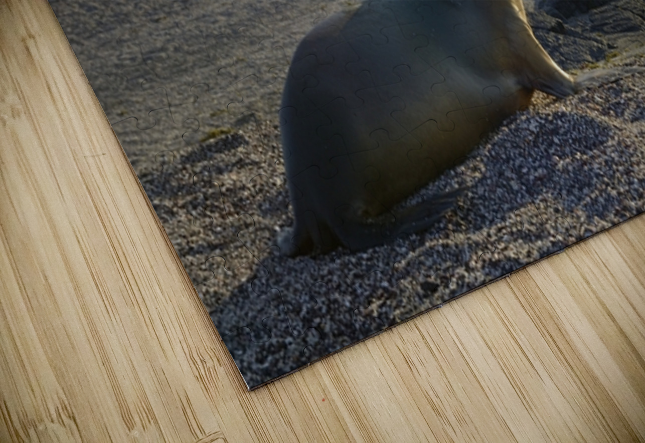 Galapagos sea lion Zalophus wollebaeki backlit Punta Espinosa Fernandina Island Galapagos Islands Ecuador Kevin Oke Puzzle