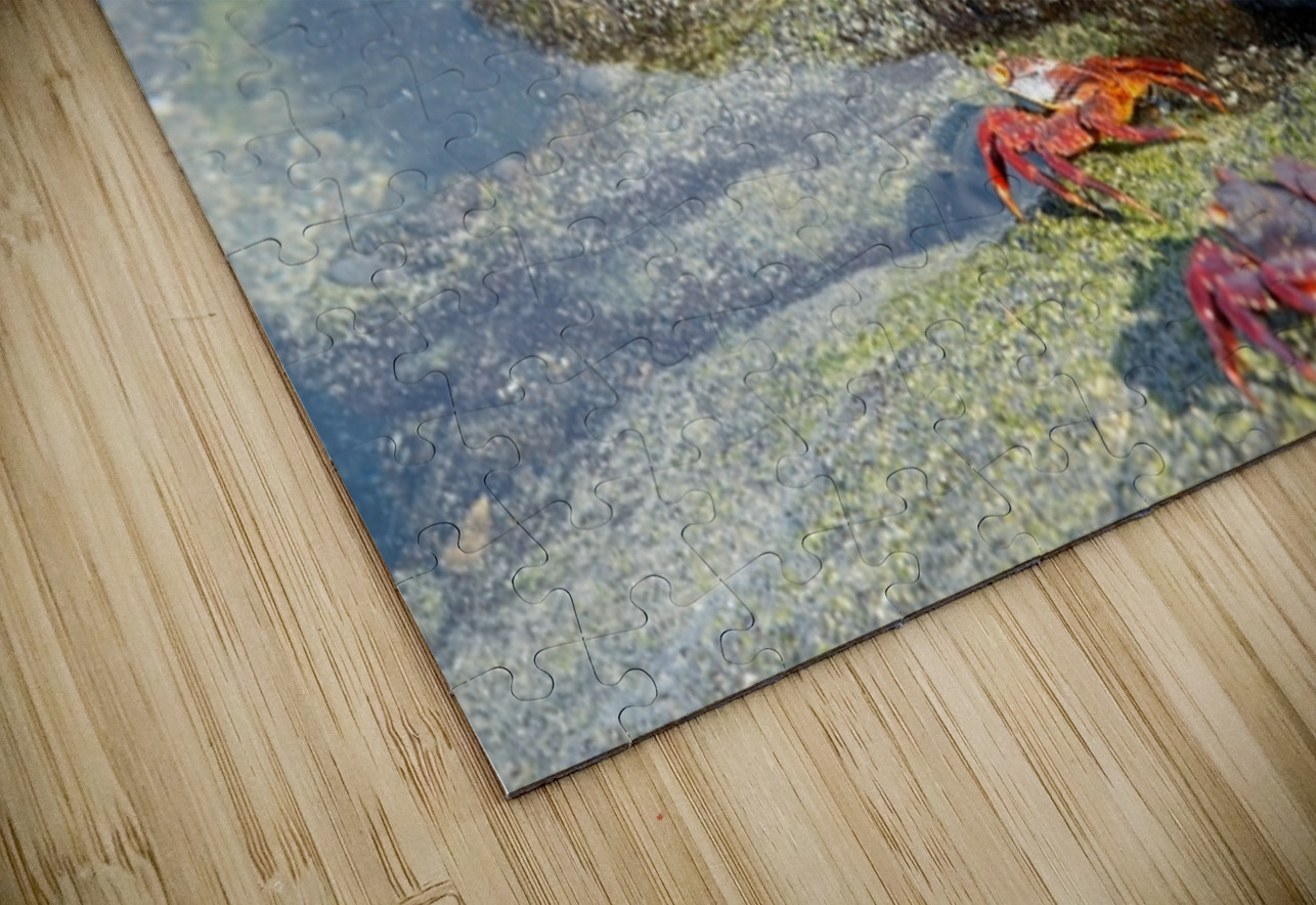 Sally Lightfoot crab - Punta Espinosa Fernandina Island - Galapagos Islands Kevin Oke Puzzle