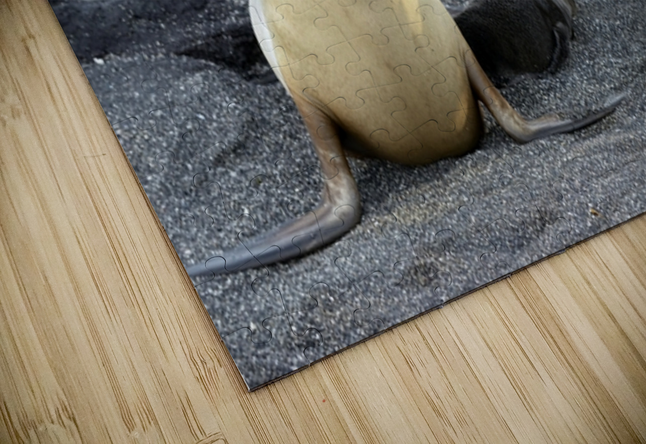Galapagos sea lion female with pup Punta Espinosa Fernandina Island Galapagos Islands Ecuador Kevin Oke Puzzle