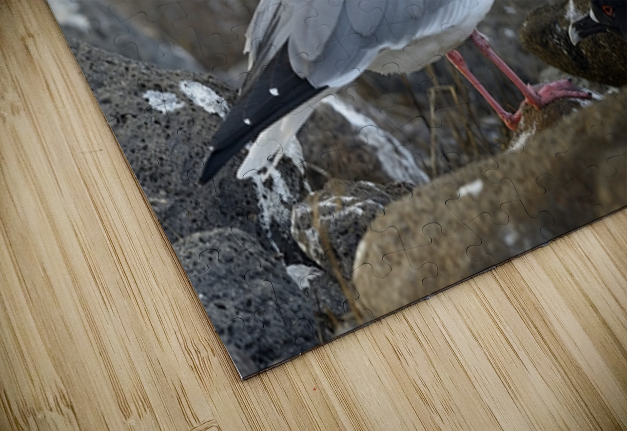 Swallow tailed Gulls Creagrus furcatus North Seymour Island Galapagos Islands Ecuador
 Kevin Oke Puzzle