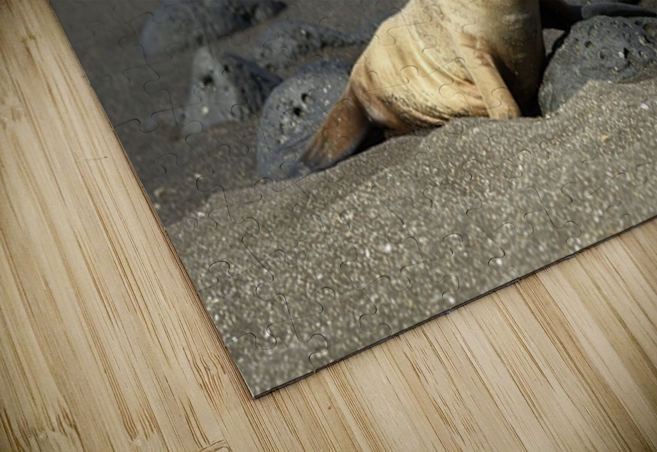 Gal?pagos sea lion Zalophus wollebaeki pup Puerto Egas Santiago Island Galapagos Islands Ecuador Kevin Oke Puzzle