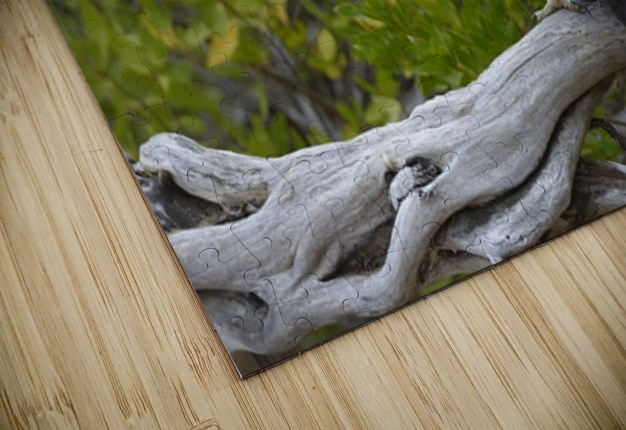 Galapagos Hawk Buteo galapagoensis Espumilla Beach Santiago Island Galapagos Islands Ecuador
 Kevin Oke Puzzle