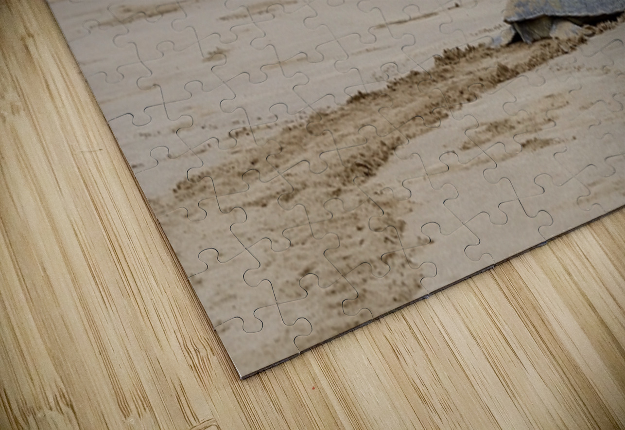 Galapagos Hawk Buteo galapagoensis flying above a Galapagos green turtle Playa Espumilla Santiago Island Galapagos Islands Ecuador
 Kevin Oke Puzzle