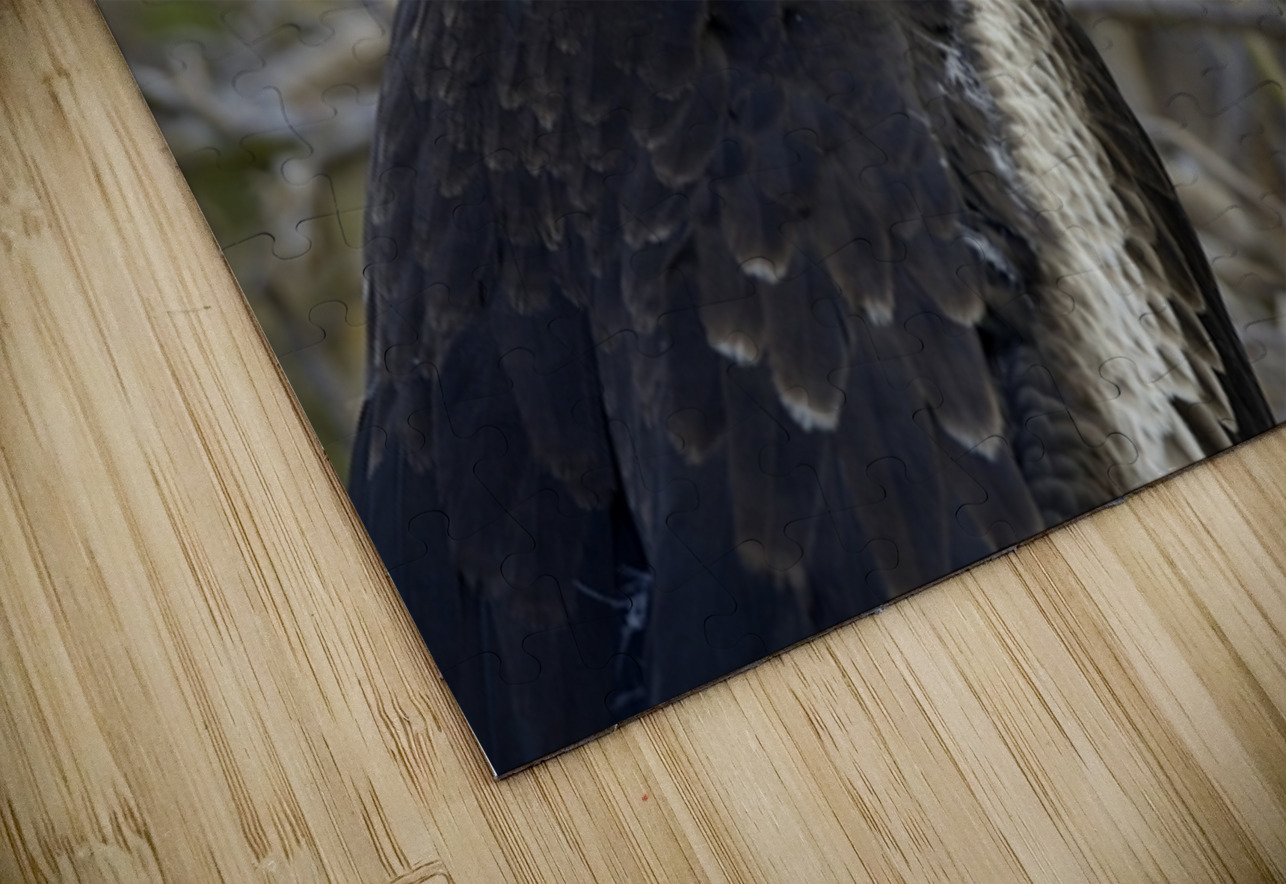 Magnificent Frigatebird Fregata magnificens immature with white head and blue beak North Seymour Island Galapagos Islands Ecuador
 Kevin Oke Puzzle