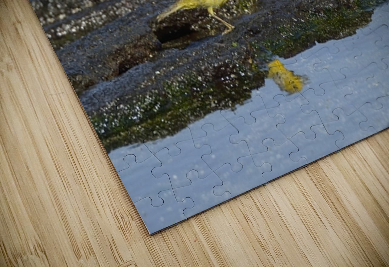 Yellow Warbler Dendroica petechia aureola Puerto Egas Santiago Island Galapagos Islands Ecuador
 Kevin Oke Puzzle