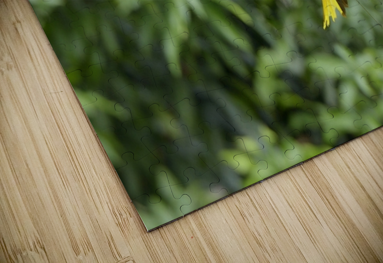 Russet backed oropendola Psarocolius angustifrons
 Kevin Oke Puzzle