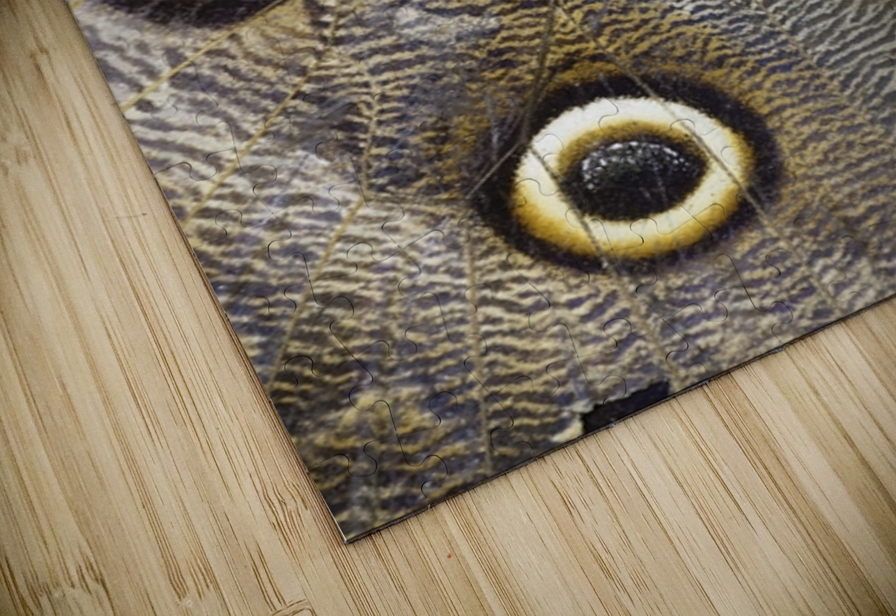 Owl butterfly Caligo idomeneus in the Amazon rainforest Amazon Ecuador Kevin Oke Puzzle