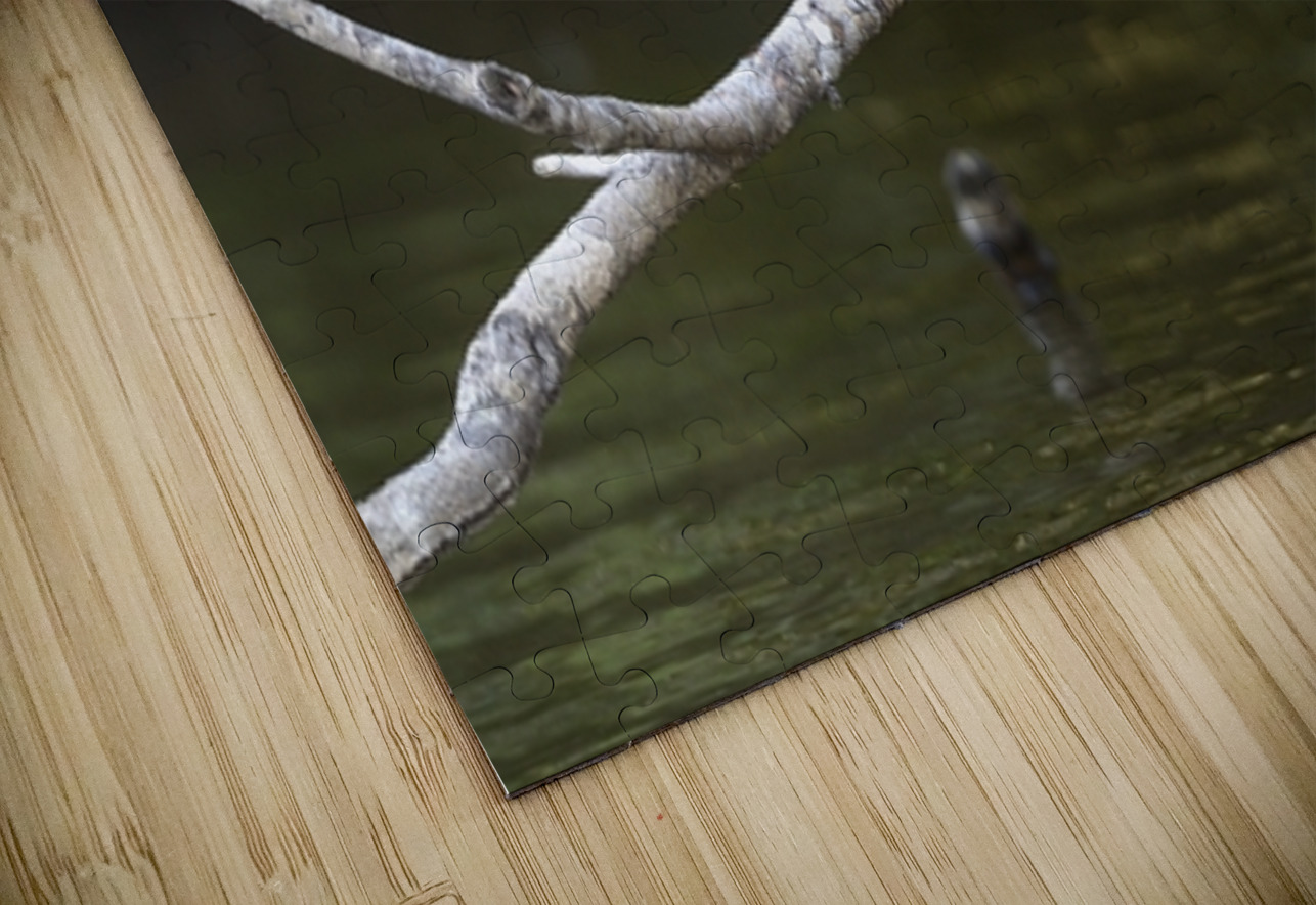 Hoatzin Opisthocomus hoazin on a branch over Lake Garzacocha La Selva Jungle Eco Lodge Amazon Basin Ecuador
 Kevin Oke Puzzle