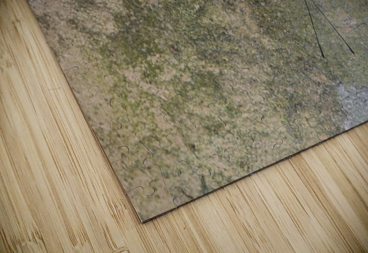 Feronia Cracker  Butterfly Hamadryas feronia Amazon Ecuador Kevin Oke Puzzle