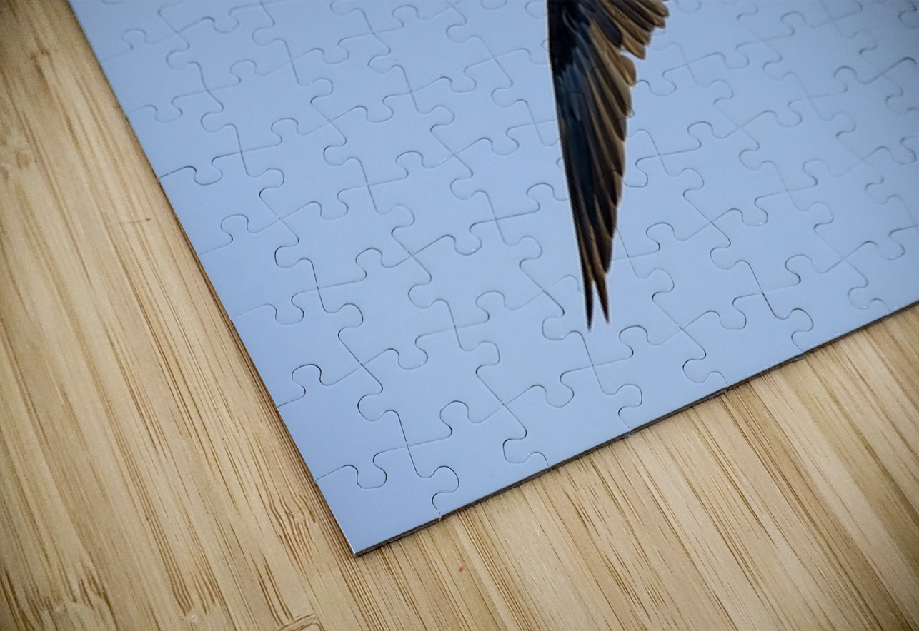 Blue footed Booby Sula nebouxii Punta Moreno Isabela Island Galapagos Islands Ecuador Kevin Oke Puzzle