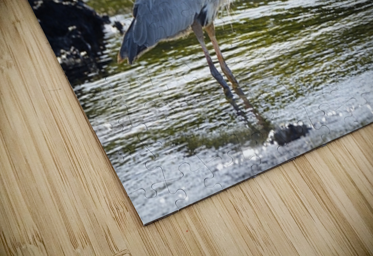Great Blue Heron Ardea herodias Elizabeth Bay Isabela Island Galapagos Islands Ecuador Kevin Oke Puzzle