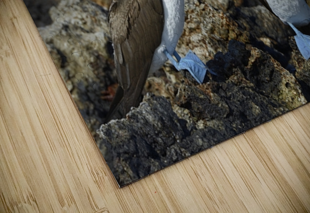 Blue footed Booby Sula nebouxii Punta Moreno Isabela Island Galapagos Islands Ecuador Kevin Oke Puzzle