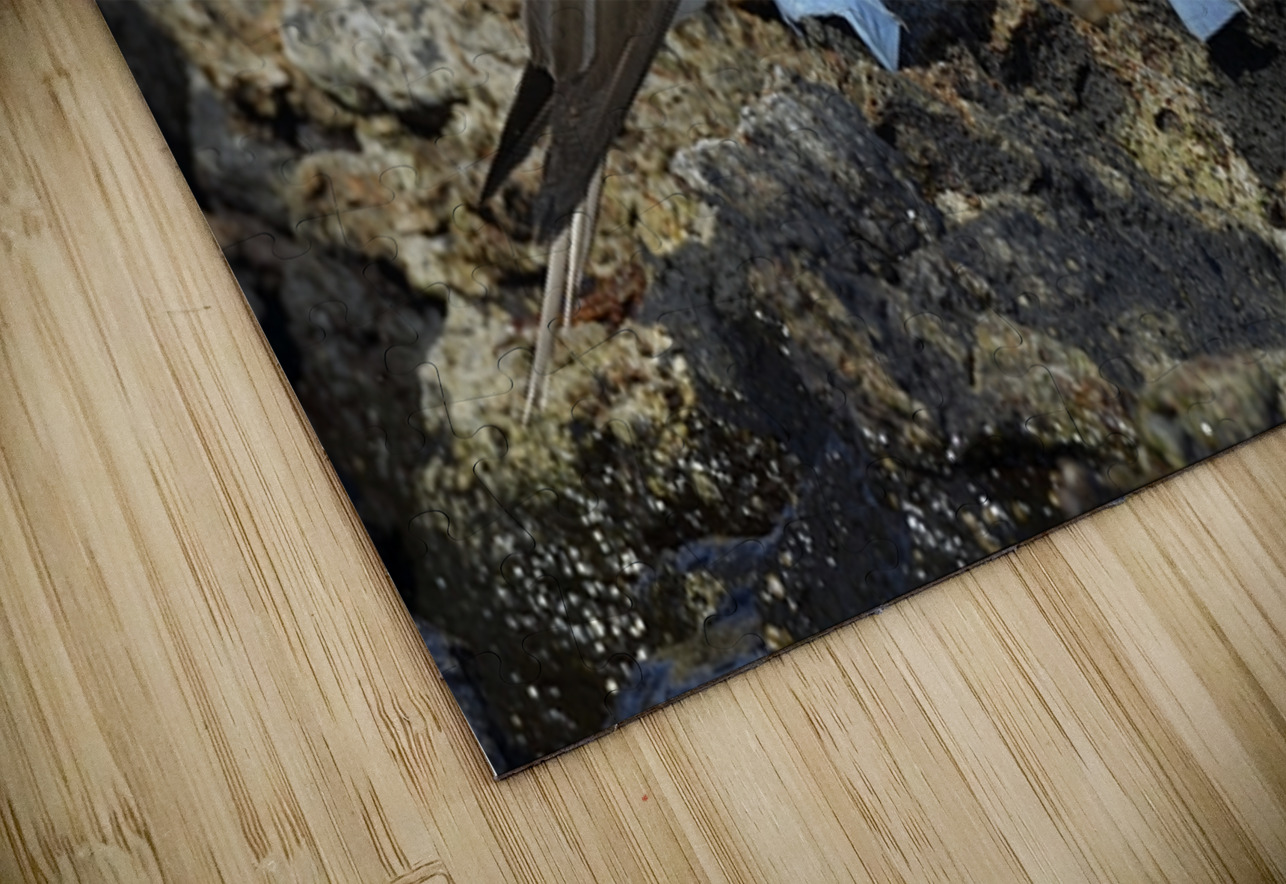 Blue footed Booby Sula nebouxii Punta Moreno Isabela Island Galapagos Islands Ecuador Kevin Oke Puzzle