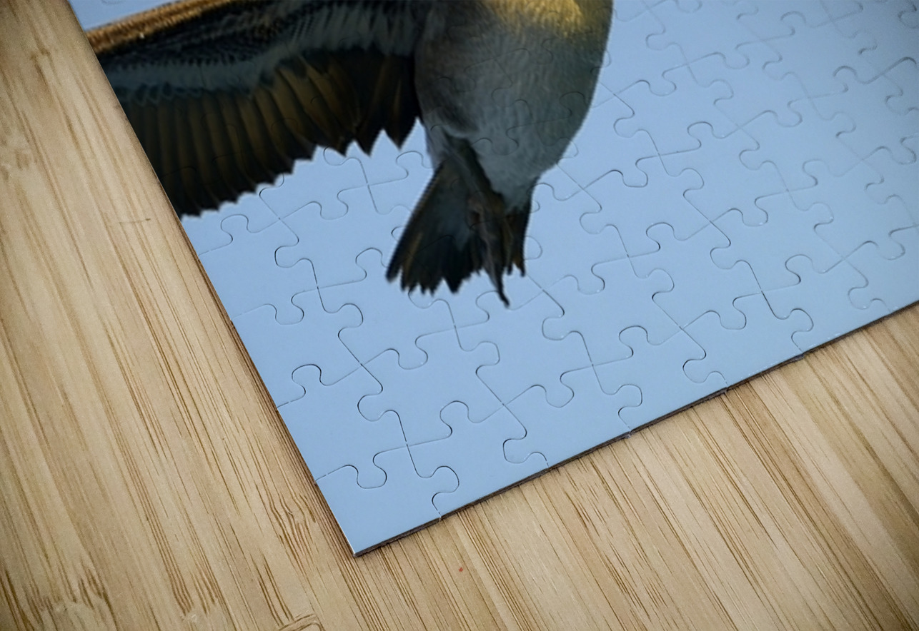 Brown Pelican Pelecanus occidentalis Elizabeth Bay Isabela Island Galapagos Islands Ecuador Kevin Oke Puzzle