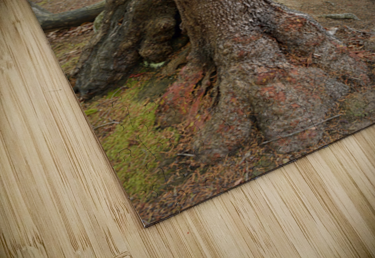 Arbutus tree at Panther Point  Kevin Oke Puzzle
