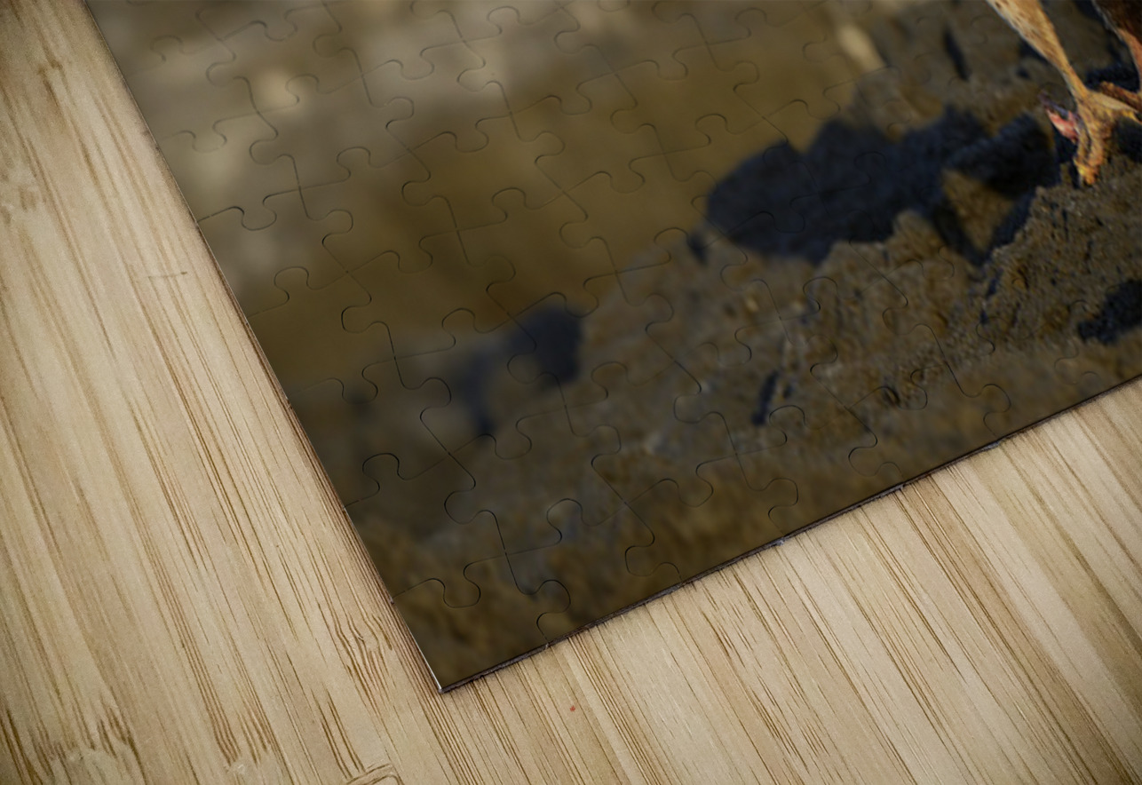 Galapagos Hawk Buteo galapagoensis perched on lava Kevin Oke Puzzle