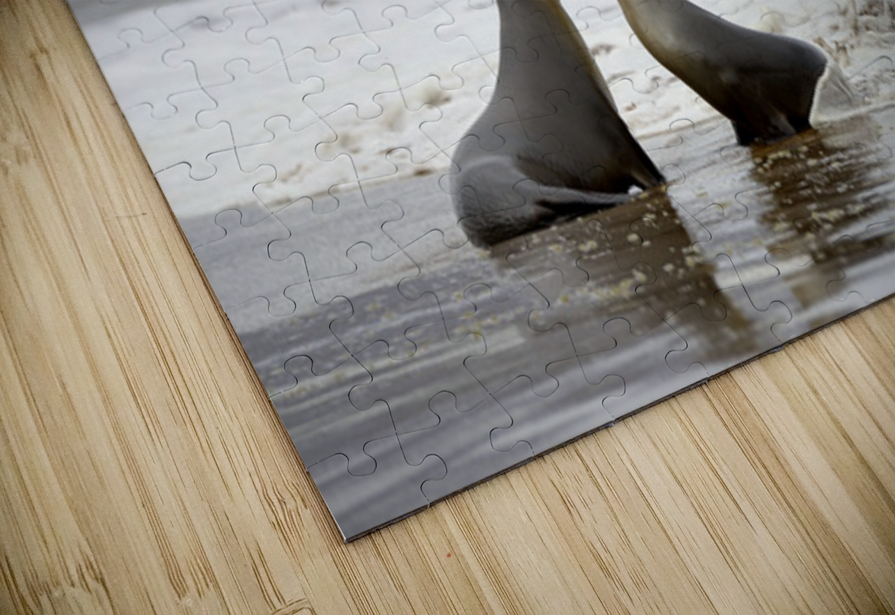 Galapagos sea lions Zalophus wollebaeki playing in the waves on Playa Espumilla. Santiago Island. Galapagos Islands. Ecuador Kevin Oke Puzzle