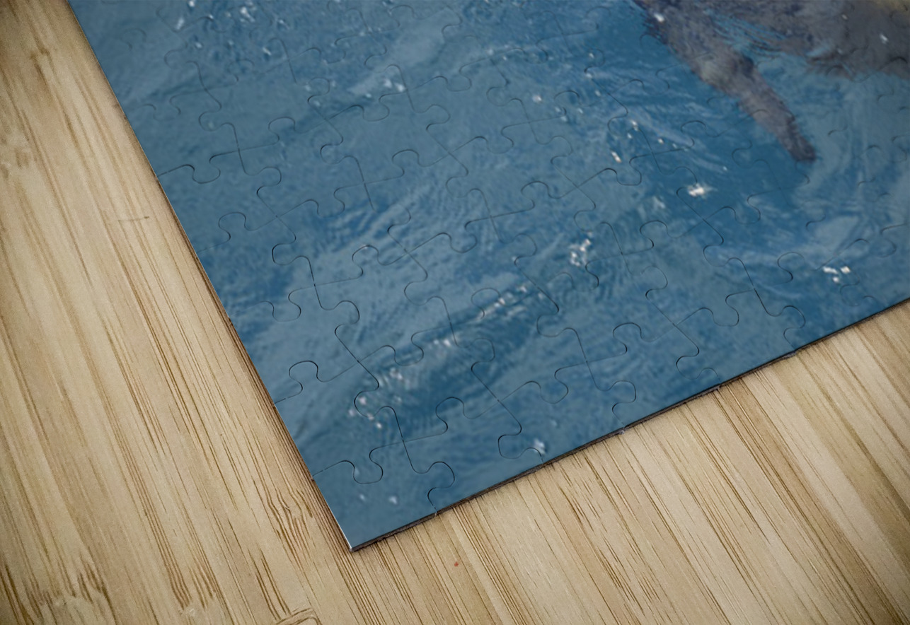 Galapagos sea lion Zalophus wollebaeki swimming in the ocean Floreana Island Galapagos Islands Ecuador Kevin Oke Puzzle