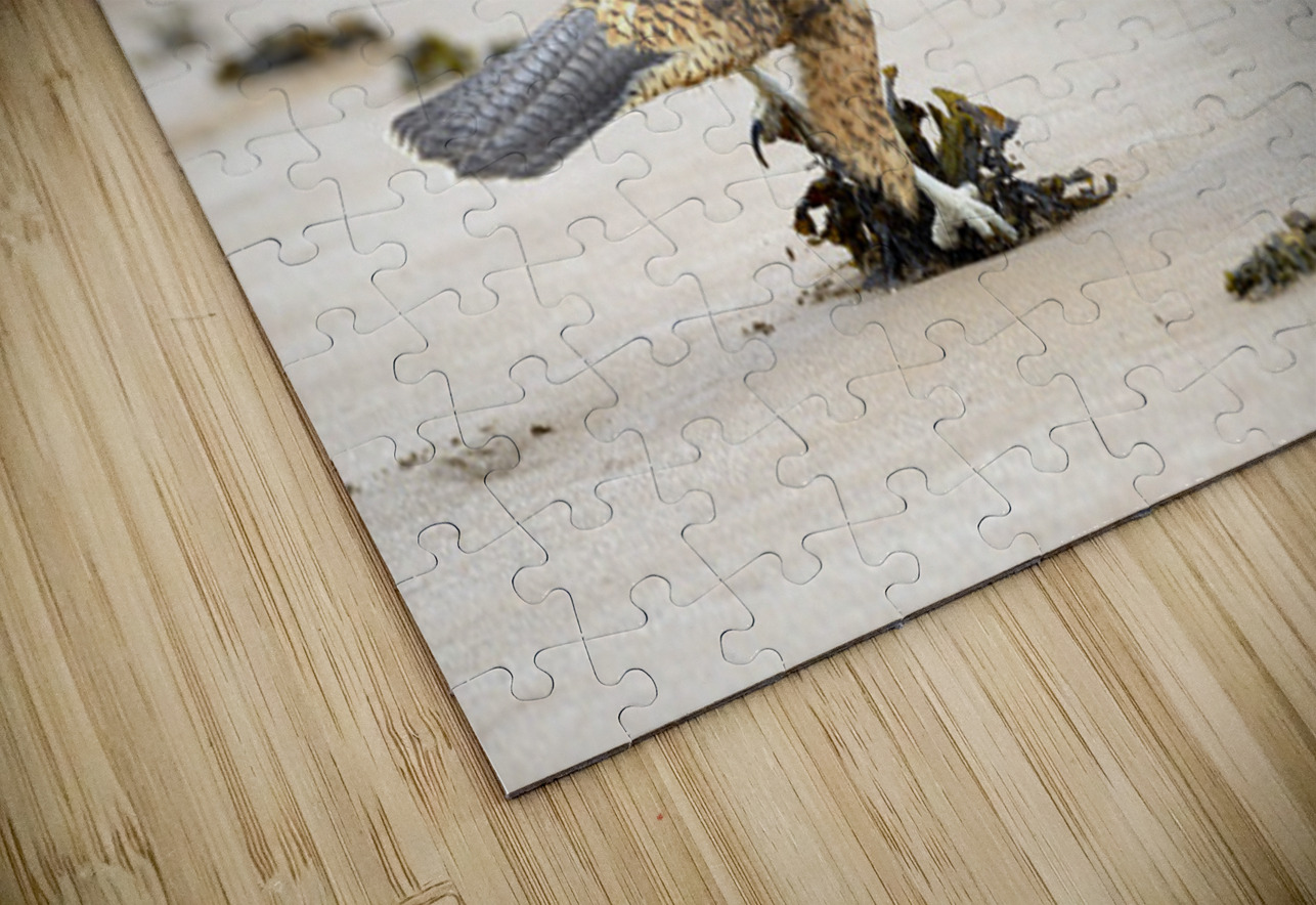 Galapagos Hawk landing on Espumilla Beach. Santiago Island. Galapagos Islands. Ecuador Kevin Oke Puzzle