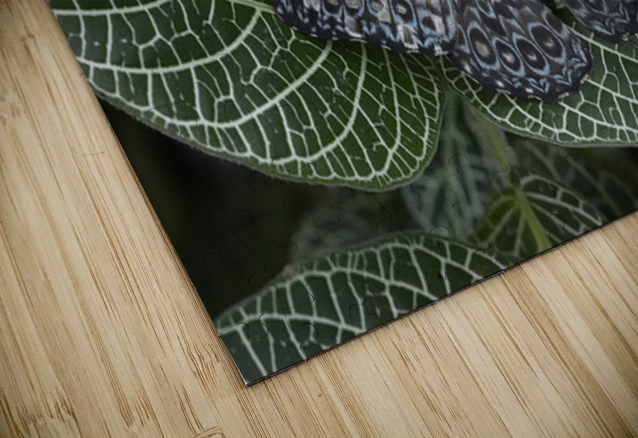 KO EC 17761 Kevin Oke Puzzle