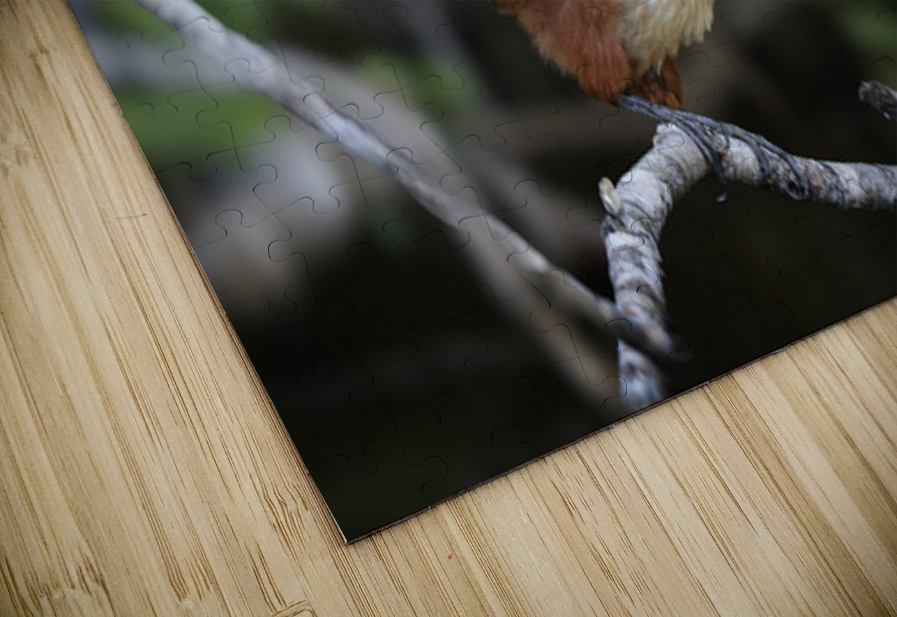 Hoatzin Opisthocomus hoazin on a branch over Lake Garzacocha Kevin Oke Puzzle
